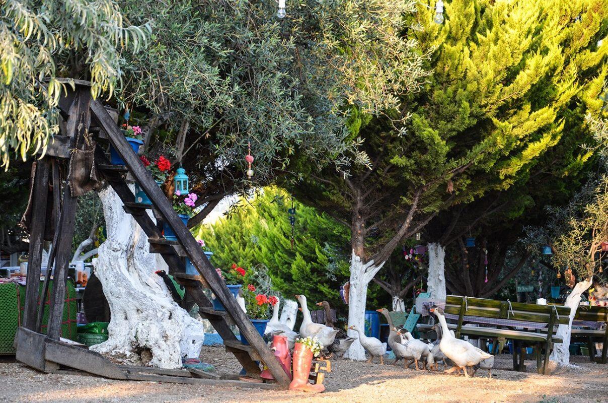 Kaymak Tepesi Tatil Evi Acomodação com café da manhã Küçükkuyu Exterior foto